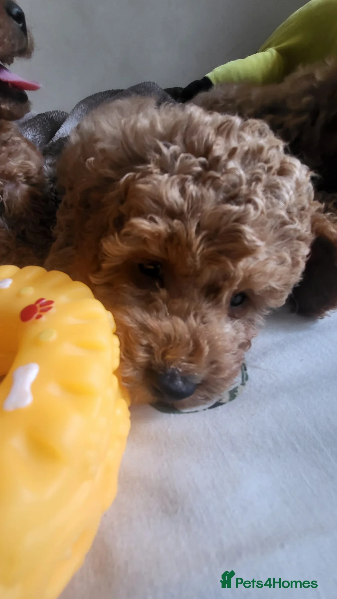 Toy Poodle dogs for sale:  TOY POODLE KC 5 GENERATION PEDIGREE - Advert 12