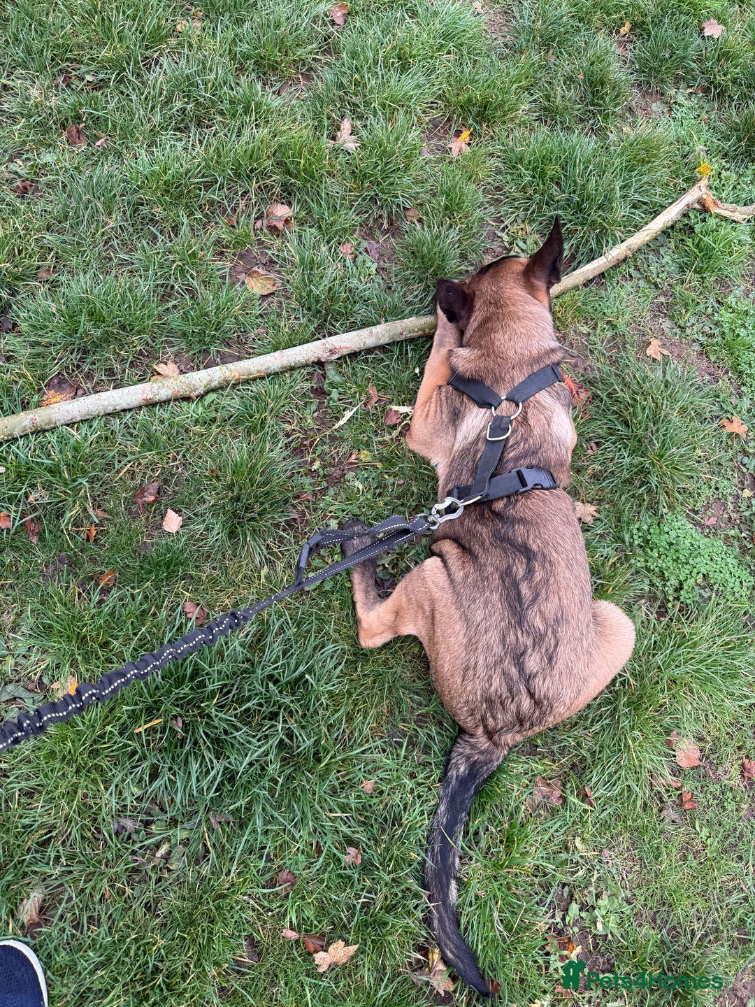 Belgian Shepherd Dog dogs for sale: Belgian Mallinois Male pups for sale - Image 5