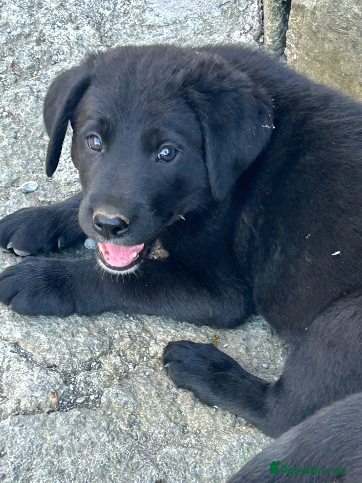 Borador dogs Gorgeous litter of lab x collie pups ready to go - Advert 1
