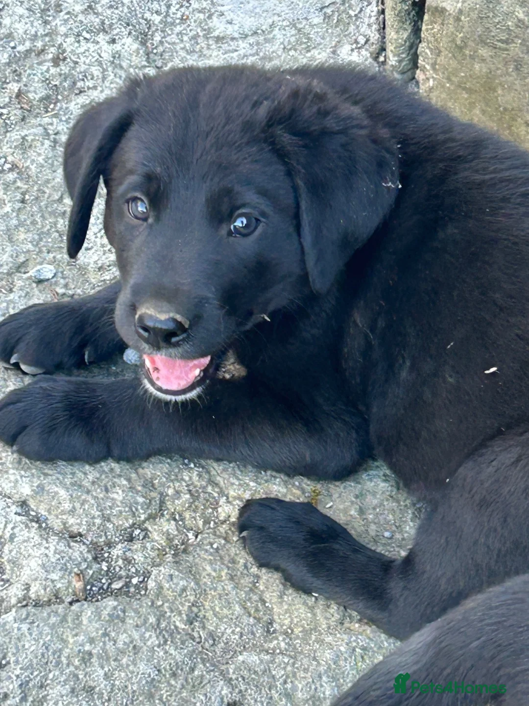 Borador dogs for sale: Gorgeous litter of lab x collie pups ready to go - Advert 1