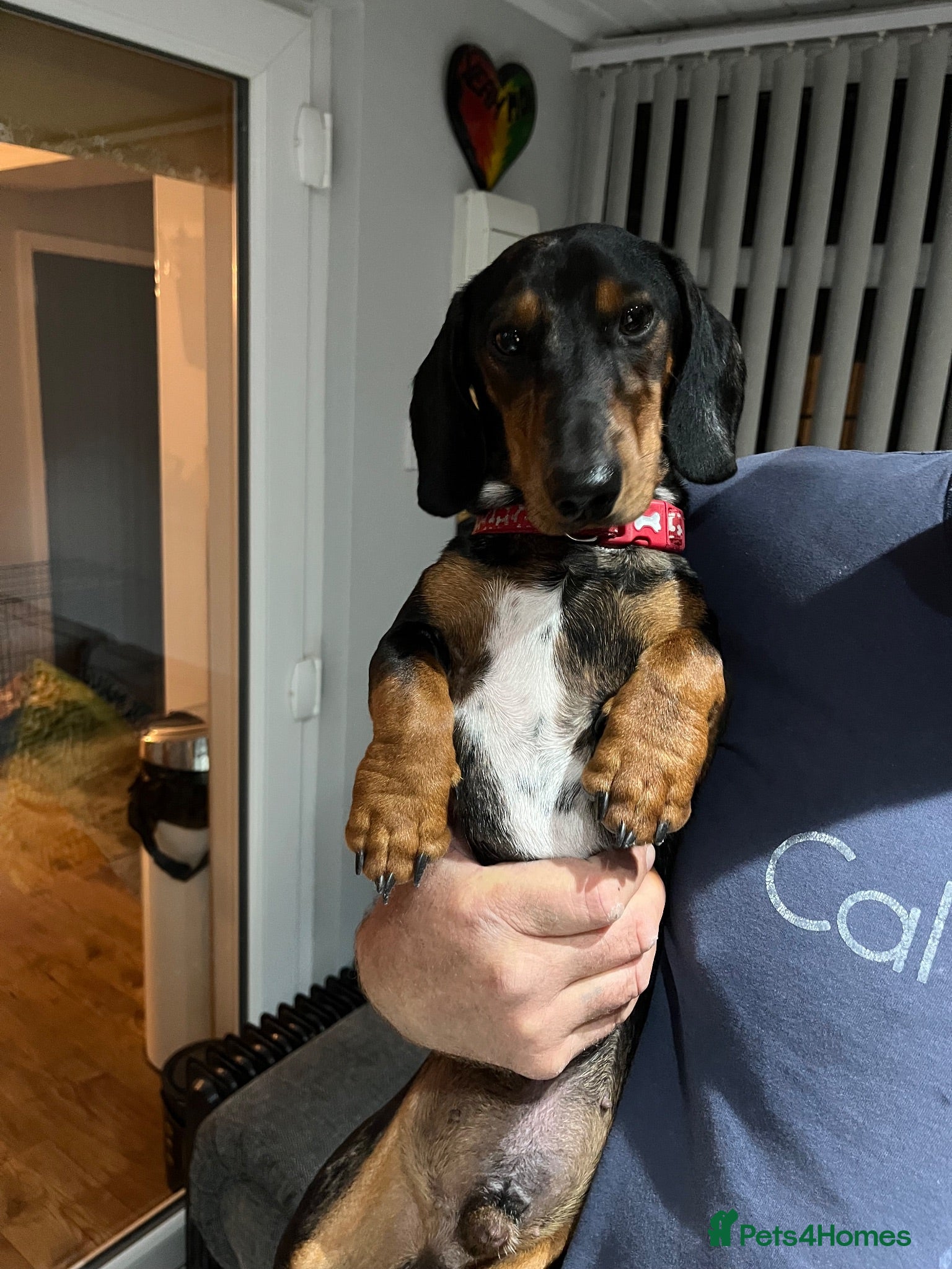 Dachshund dogs Beautiful tri coloured boy  - Advert 1