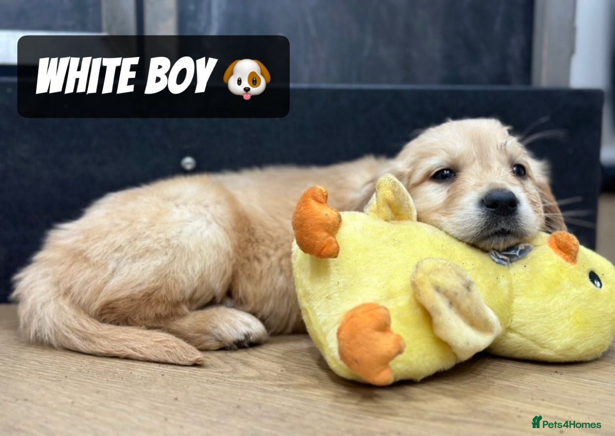 Golden Retriever dogs *Remaining Male* Pedigree Golden Retriever Puppies - Advert 9