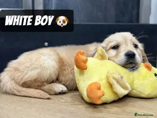 Golden Retriever dogs *Remaining Male* Pedigree Golden Retriever Puppies - Advert 13