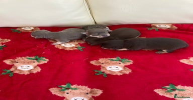 Chihuahua dogs CHIHUAHUA PUPPIES READY 27 December - Advert 14