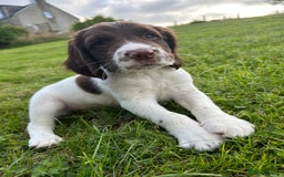 English Springer Spaniel dogs for sale: Puppy (male) KC ESS with titled parents FTW x FTAW - Image 10