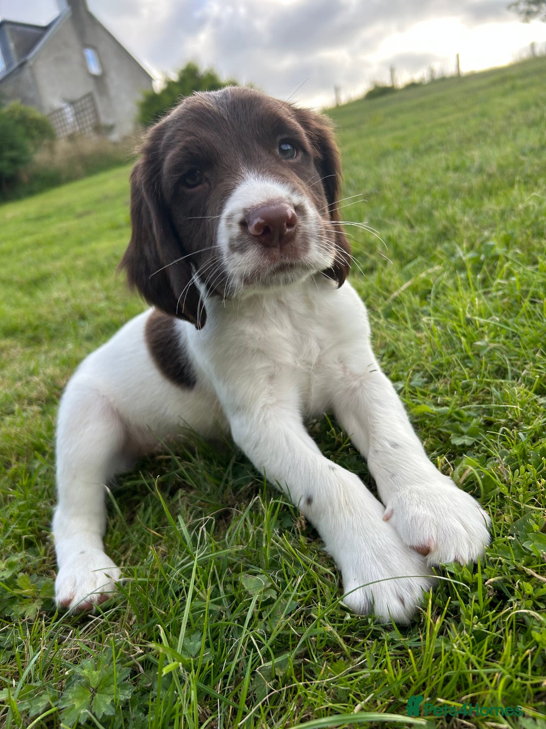 English Springer Spaniel dogs for sale: Puppy (male) KC ESS with titled parents FTW x FTAW - Image 10