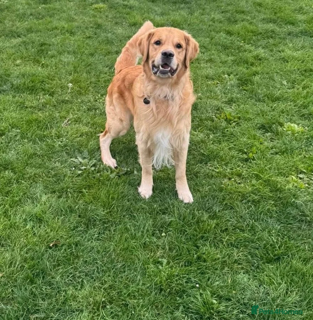 Golden Retriever dogs for stud: Registered Golden Retriever Stud Available in Bideford - Advert 2