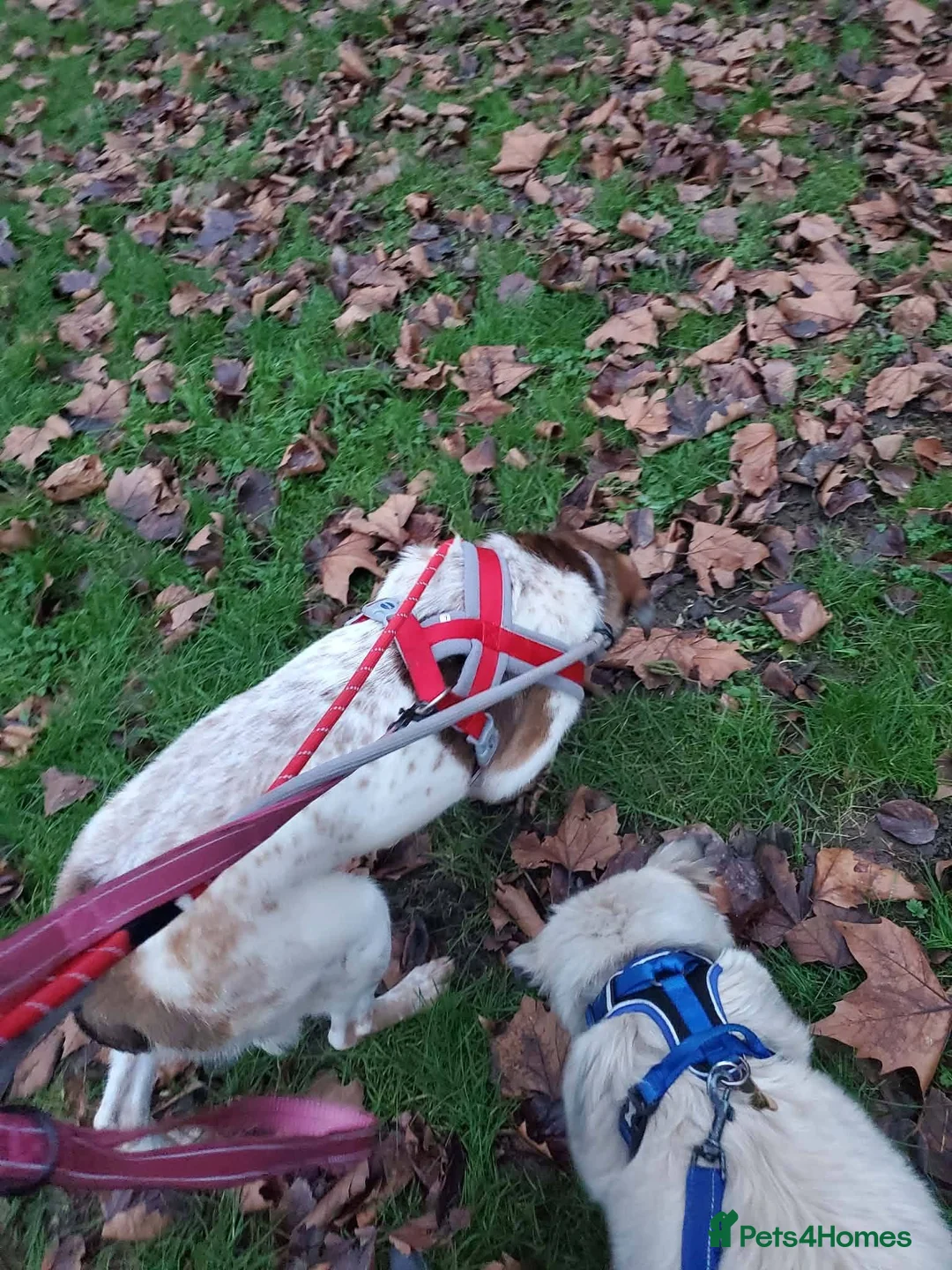 Mixed Breed dogs for adoption: Meet Nell, currently residing in Yorkshire  - Advert 5