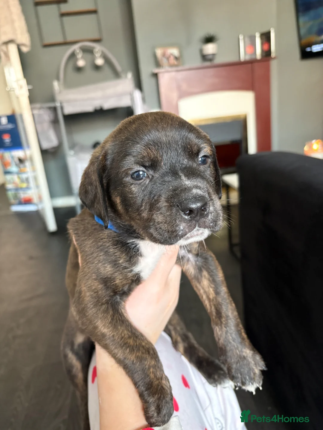 Mixed Breed dogs for sale: Last pup of the litter-ready for new home - Advert 2