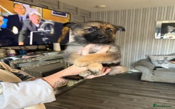 German Shepherd dogs for sale: German shepherd  - Image 4
