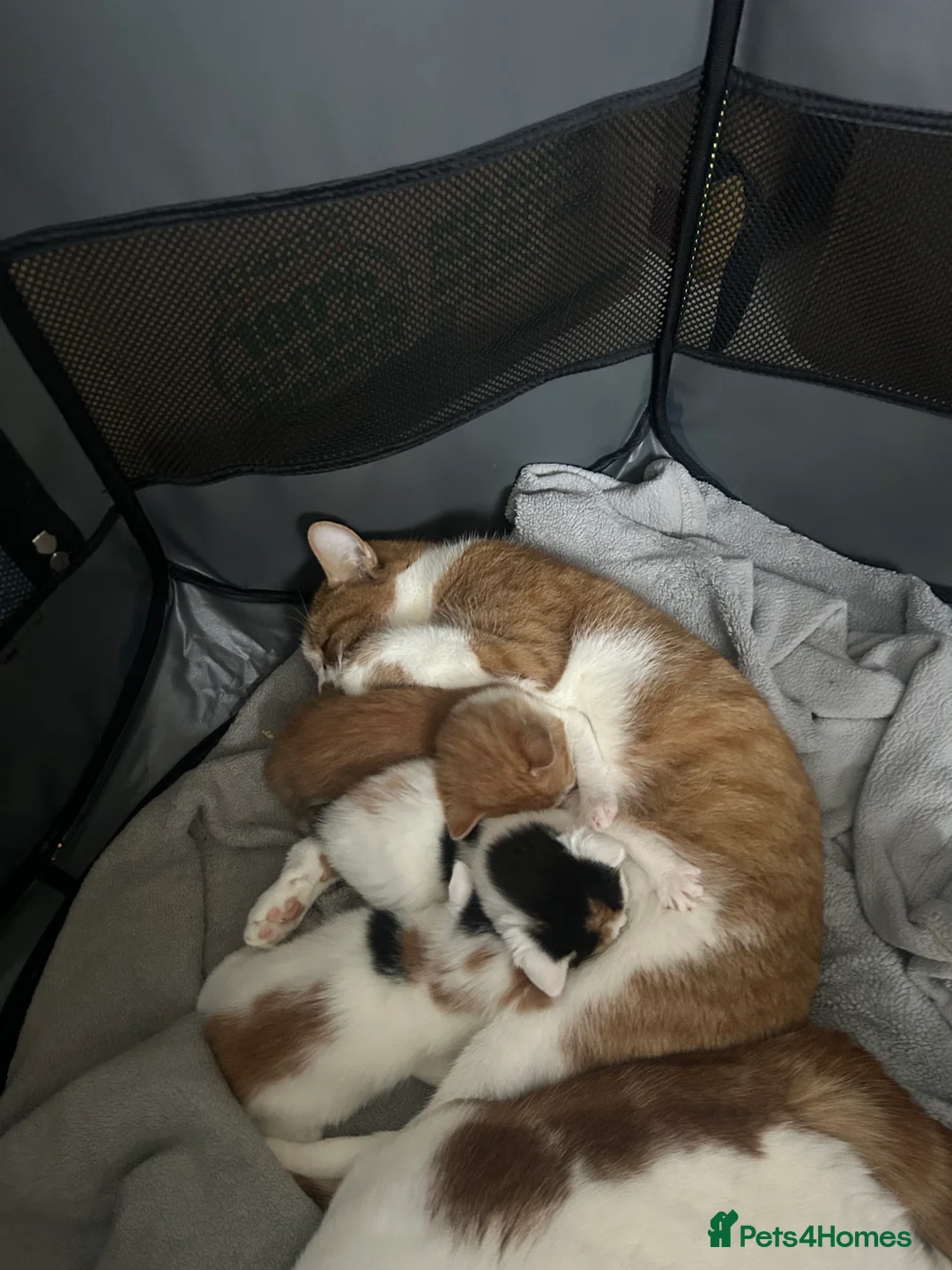 Mixed Breed cats for sale: 3 kittens for sale  - Advert 1