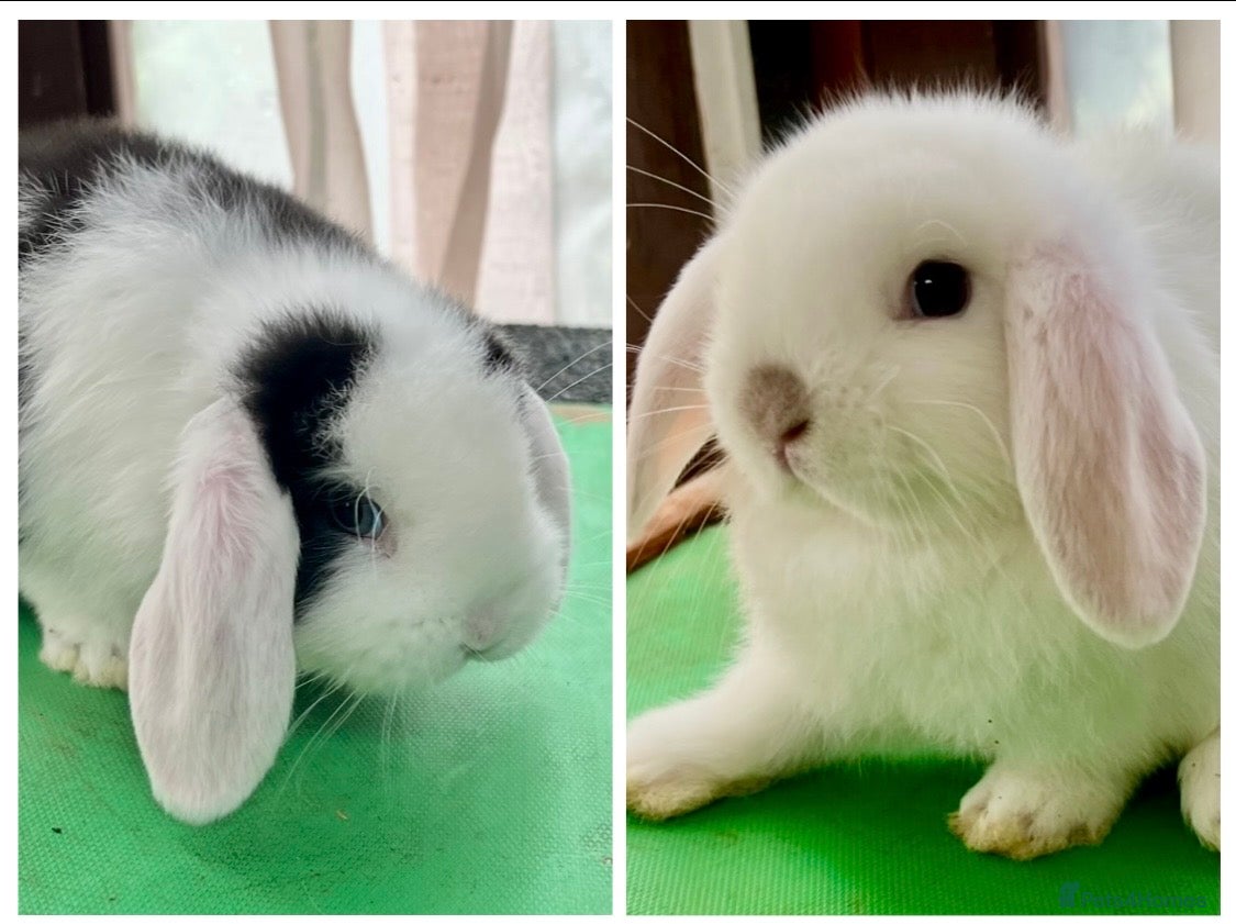 Mini Lop rabbits Beautiful coloured Mini Lops READY NOW 2 available - Advert 16