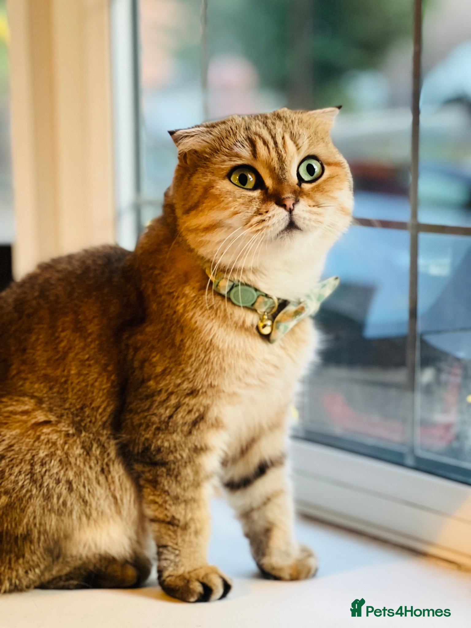 Scottish Fold cats 1.6 years old lovely female Scottish Fold Cat - Advert 4