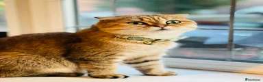 Scottish Fold 1