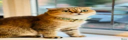 Scottish Fold cats for sale: 1.6 years old lovely female Scottish Fold Cat in Manchester - Advert 1