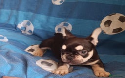 French Bulldog dogs for sale: 3 beautiful French bulldog girls - Image 10