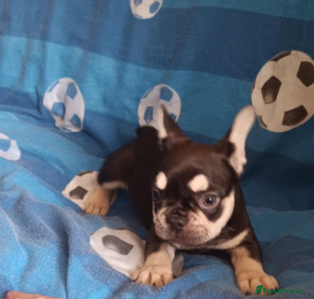 French Bulldog dogs for sale: 3 beautiful French bulldog girls - Image 10