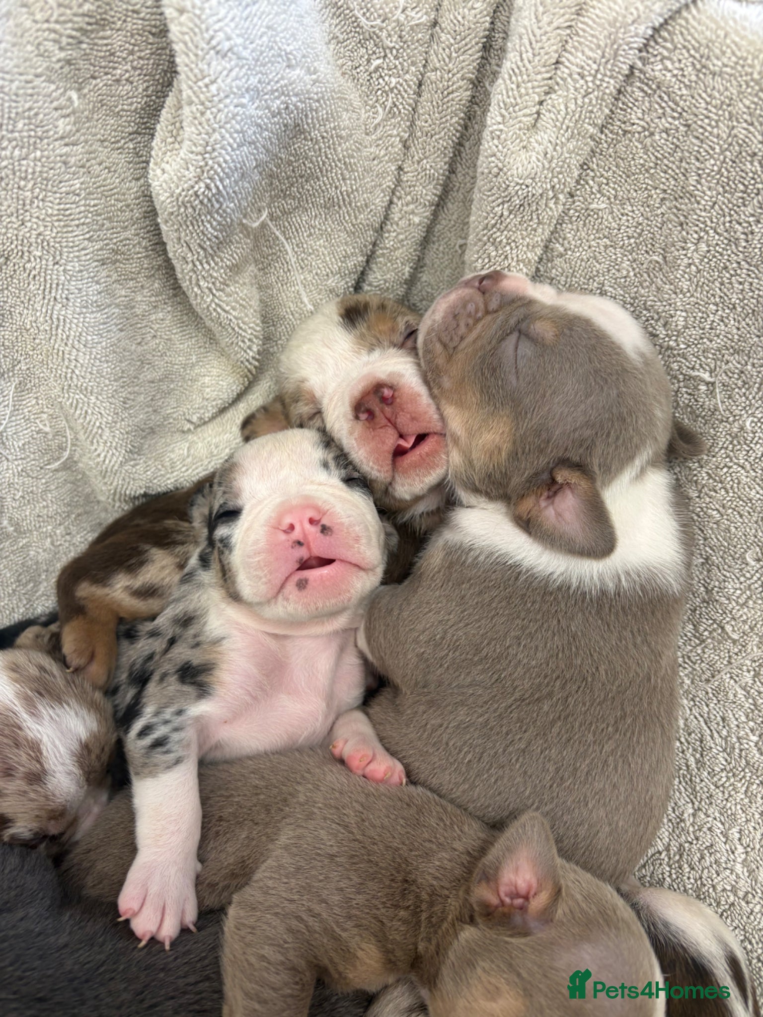 English Bulldog dogs ENGLISH BULLDOGS!  - Advert 5