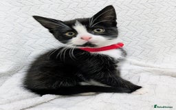 Mixed Breed cats for sale: Adorable Kittens Ready for Their Forever Homes! 💕 - Image 8