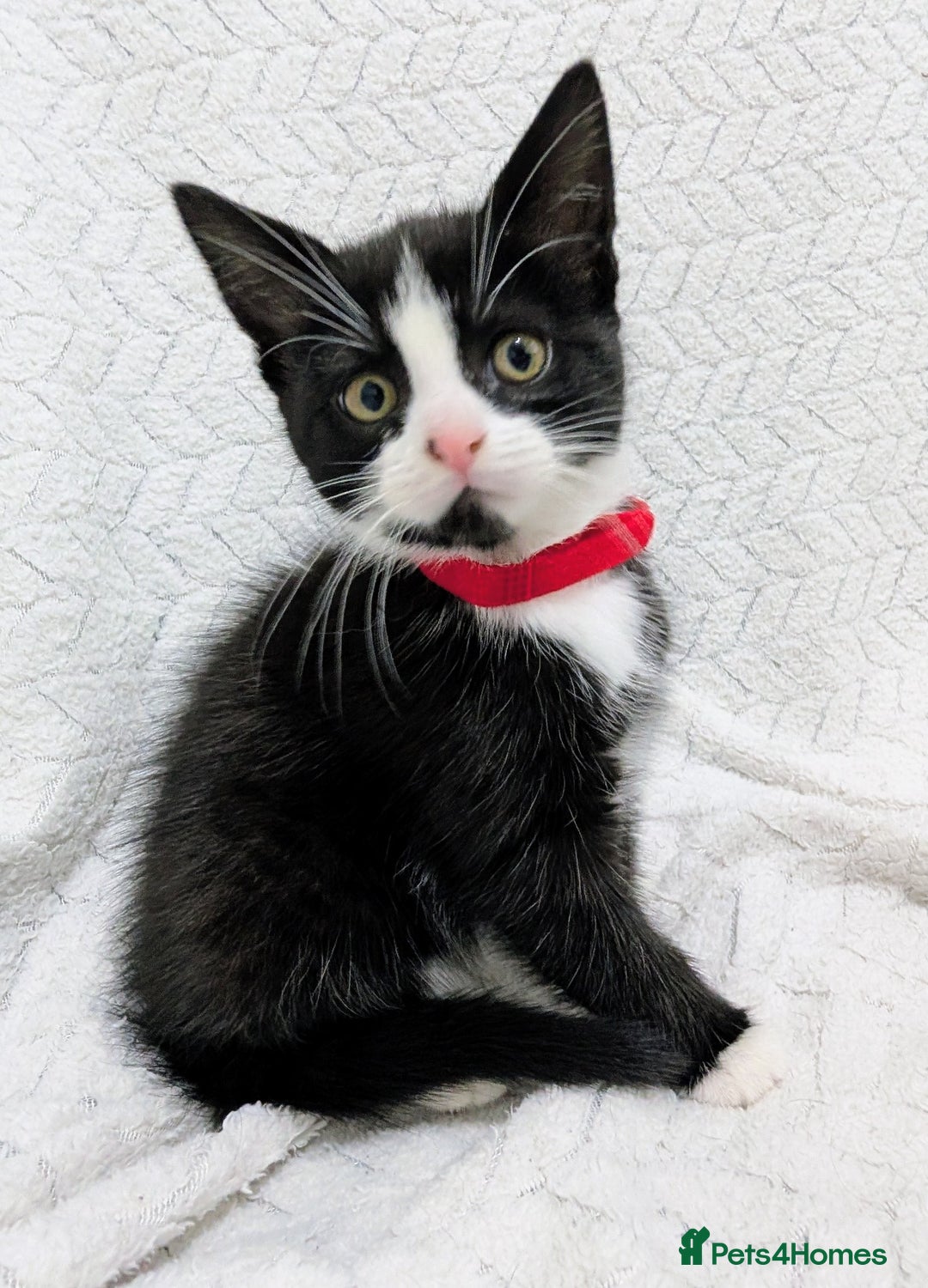 Mixed Breed cats for sale: Adorable Kittens Ready for Their Forever Homes! 💕 - Image 8