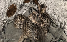 Bengal cats for sale: Sweet Bengal Kittens For Sale  - Image 4