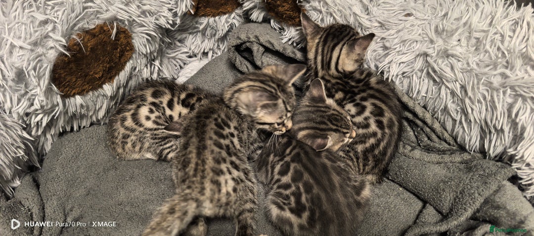Bengal cats for sale: Sweet Bengal Kittens For Sale  - Image 4