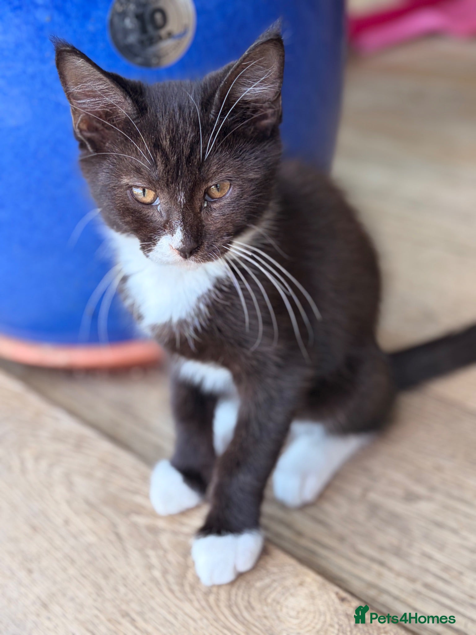 Mixed Breed cats GORGEOUS MAINE COON X PERSIAN KITTENS  - Advert 16
