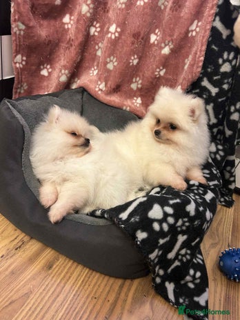 Pomeranian dogs - Advert 16