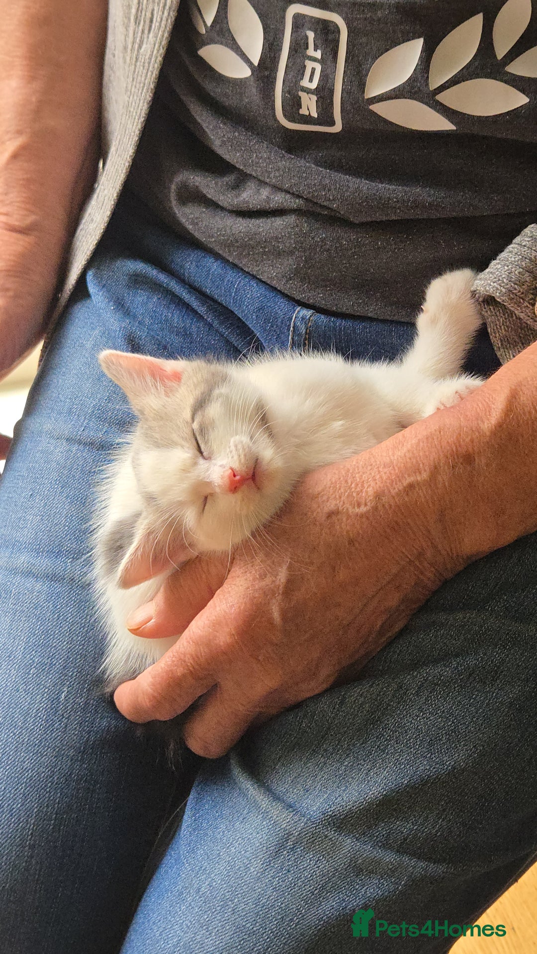 British Shorthair cats for sale: Two beautiful kittens, one male and one female  - Image 8