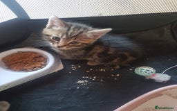 Mixed Breed cats for sale: Beautiful kittens - Image 5