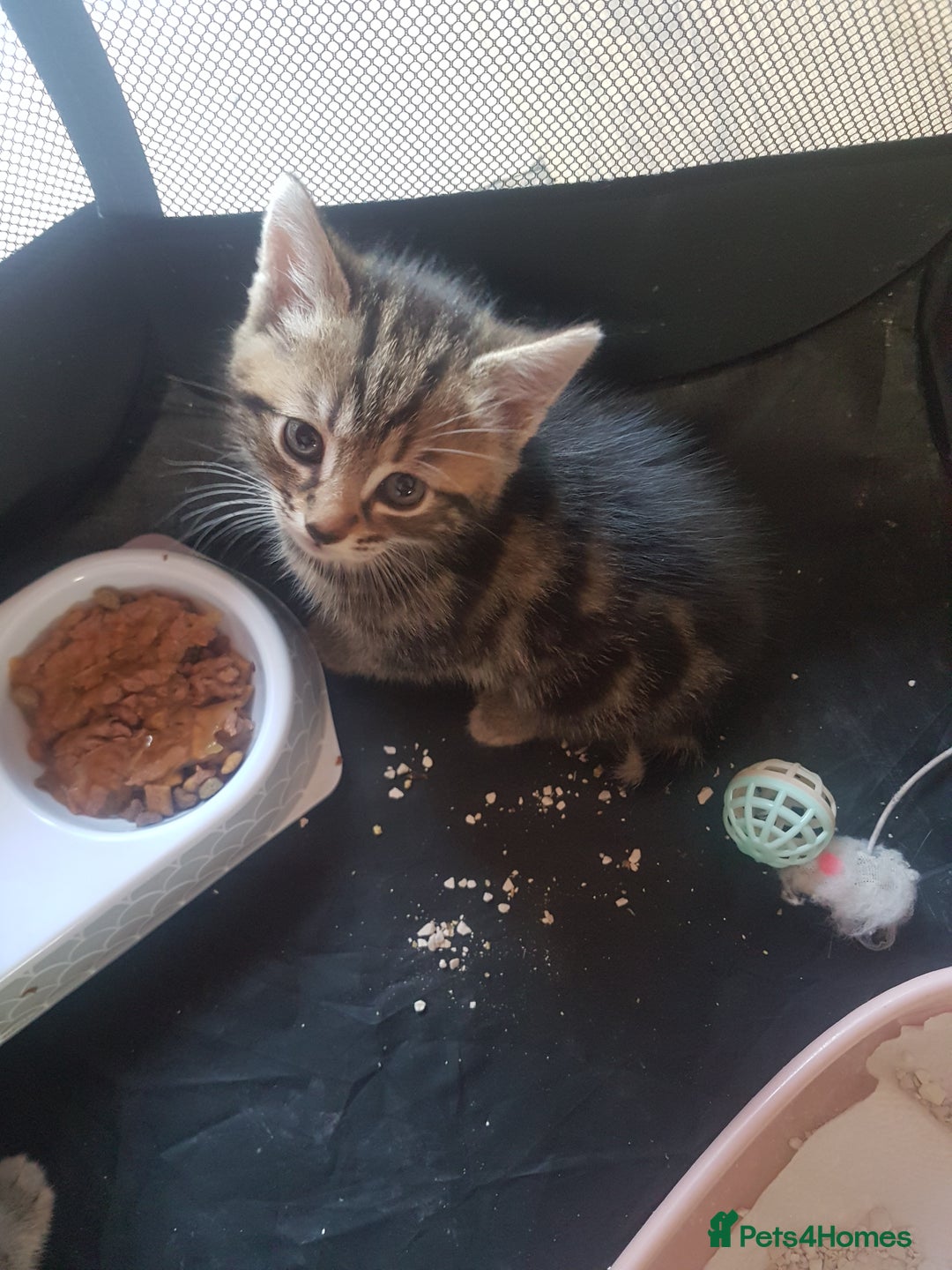 Mixed Breed cats for sale: Beautiful kittens - Image 5