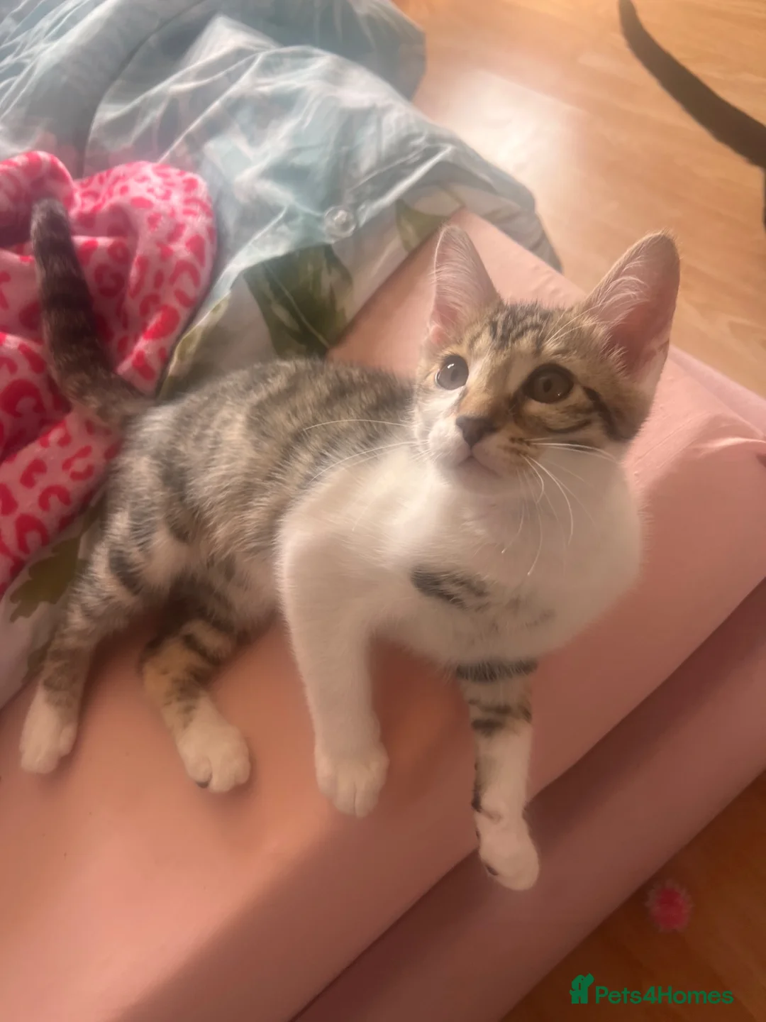 Mixed Breed cats for sale: Kitty  - Advert 1