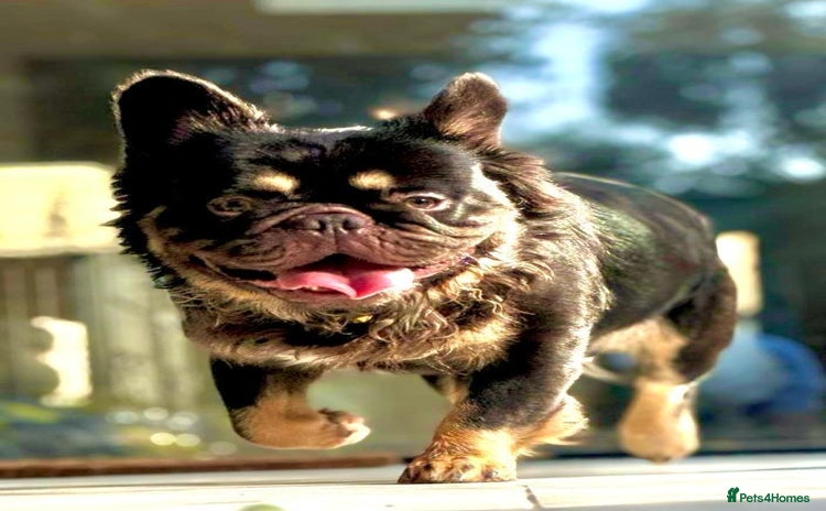 French Bulldog dogs in London - Advert 1