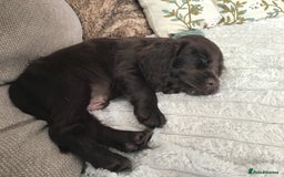 Cocker Spaniel dogs for sale: Whitchurch, Shropshire. Cocker Spaniel Puppies - Image 15