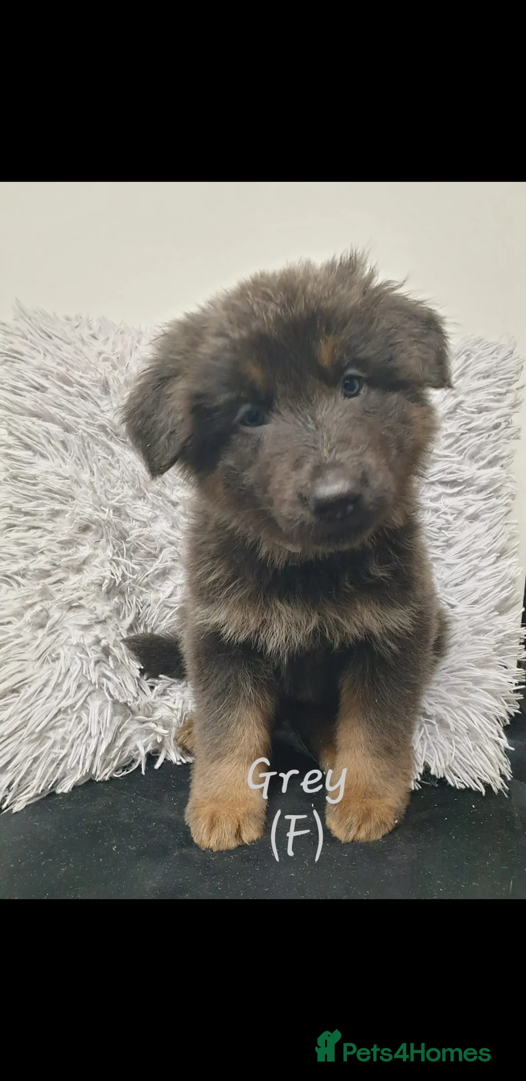 German Shepherd dogs for sale: Rare Blue German Shepherd Puppies Blue,Grey & Gold - Advert 7