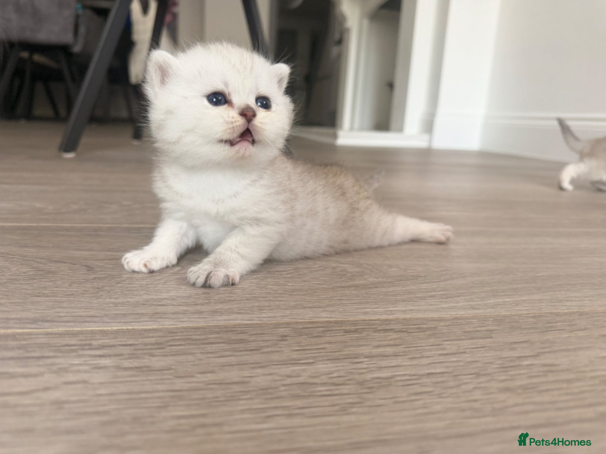 Scottish Fold cats Scottish Fold & Straight Kittens - Advert 12