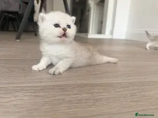 Scottish Fold cats Scottish Fold & Straight Kittens - Advert 12