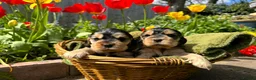 Cocker Spaniel dogs for sale: Outstanding show cocker spaniels - KC in Leicester - Advert 19