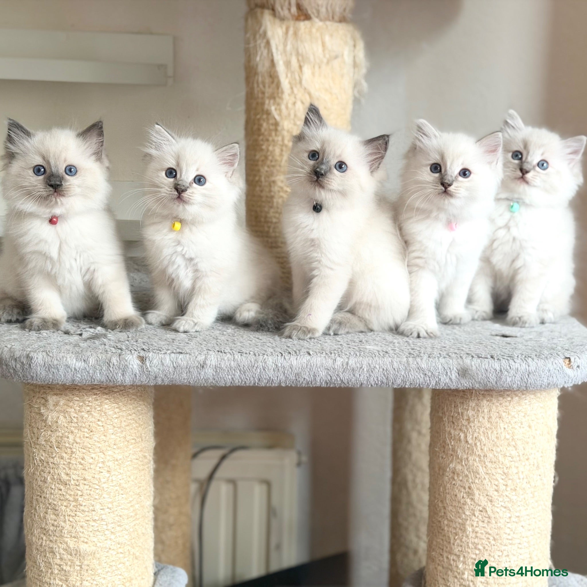 Ragdoll cats TICA Registered - Affectionate, Fluffy, Cuddly - Advert 2
