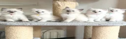 Ragdoll cats for sale: TICA Registered - Affectionate, Fluffy, Cuddly - Advert 2
