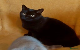British Shorthair cats for sale: Beautiful black pedigree british shorthairs - Image 1