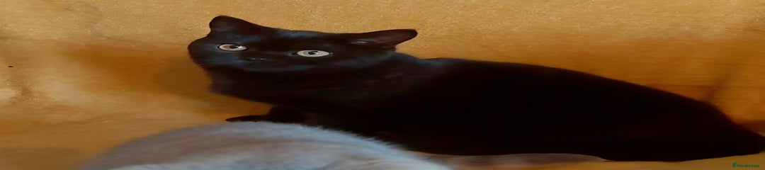 Sooty