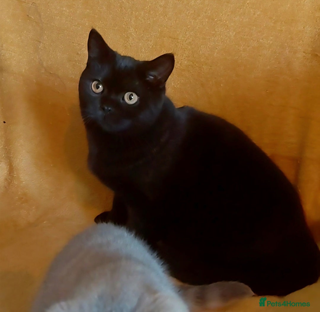 British Shorthair cats for sale: Beautiful black pedigree british shorthairs - Image 1