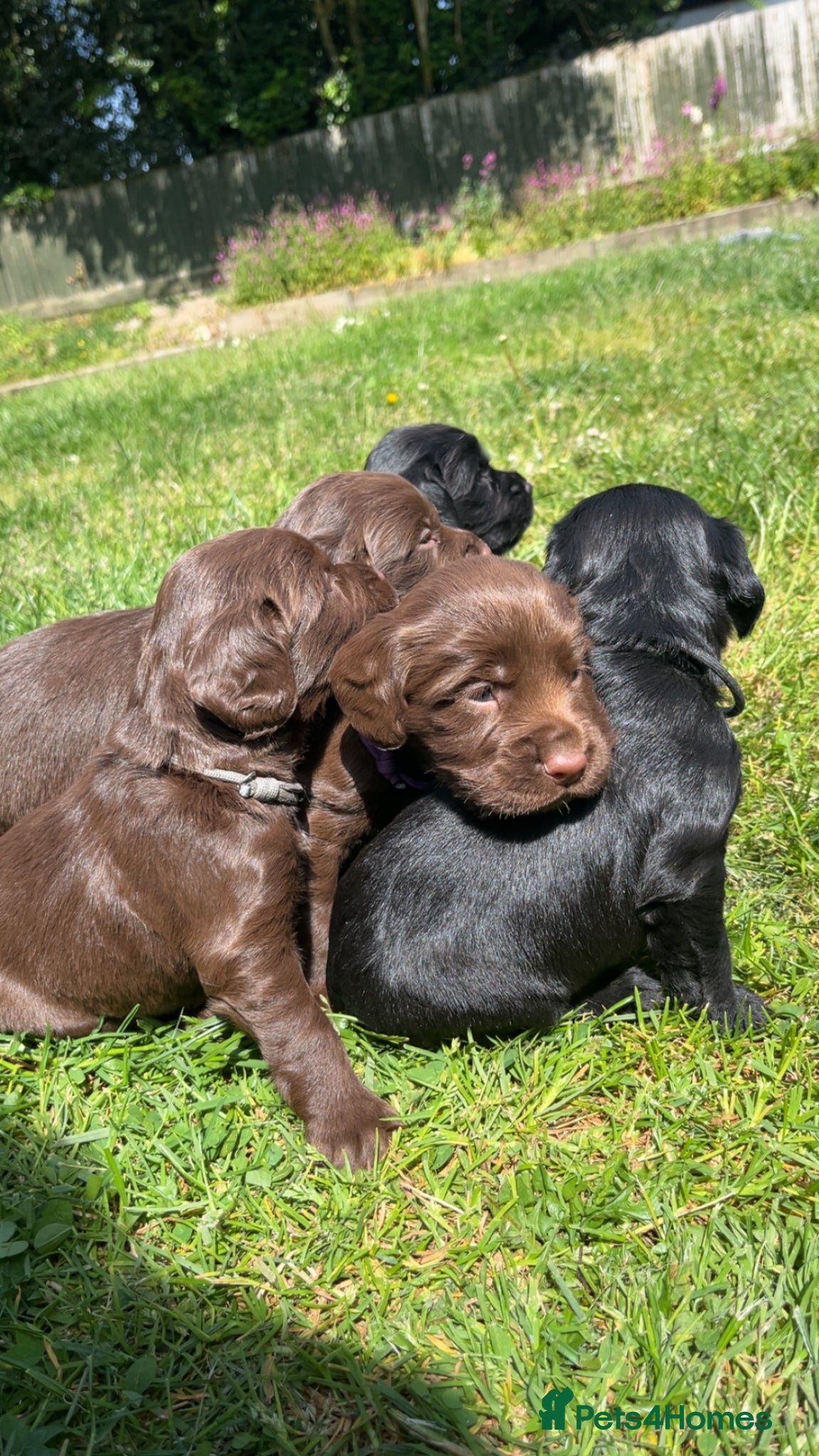 Sprocker dogs for sale: Fully health tested F1 working Sprocker spaniels  - Advert 2