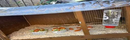 Mixed Breed rabbits for sale: Two gorgeous bonded boy rabbits for sale - Advert 9