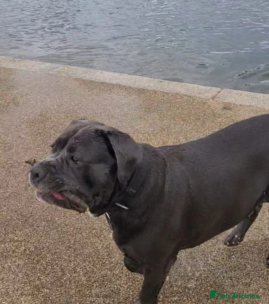 Cane Corso dogs for stud: Big Vince CaneCorso Stud - Advert 4