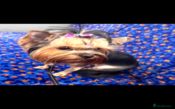 Yorkshire Terrier dogs for sale: Beautiful Yorkie Puppy – 1 Girl Available - Image 7