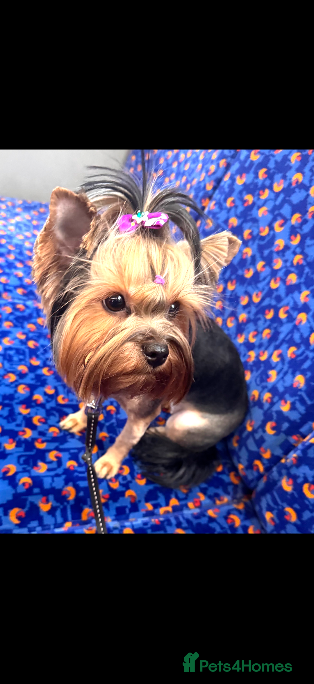 Yorkshire Terrier dogs for sale: Beautiful Yorkie Puppy – 1 Girl Available - Image 7
