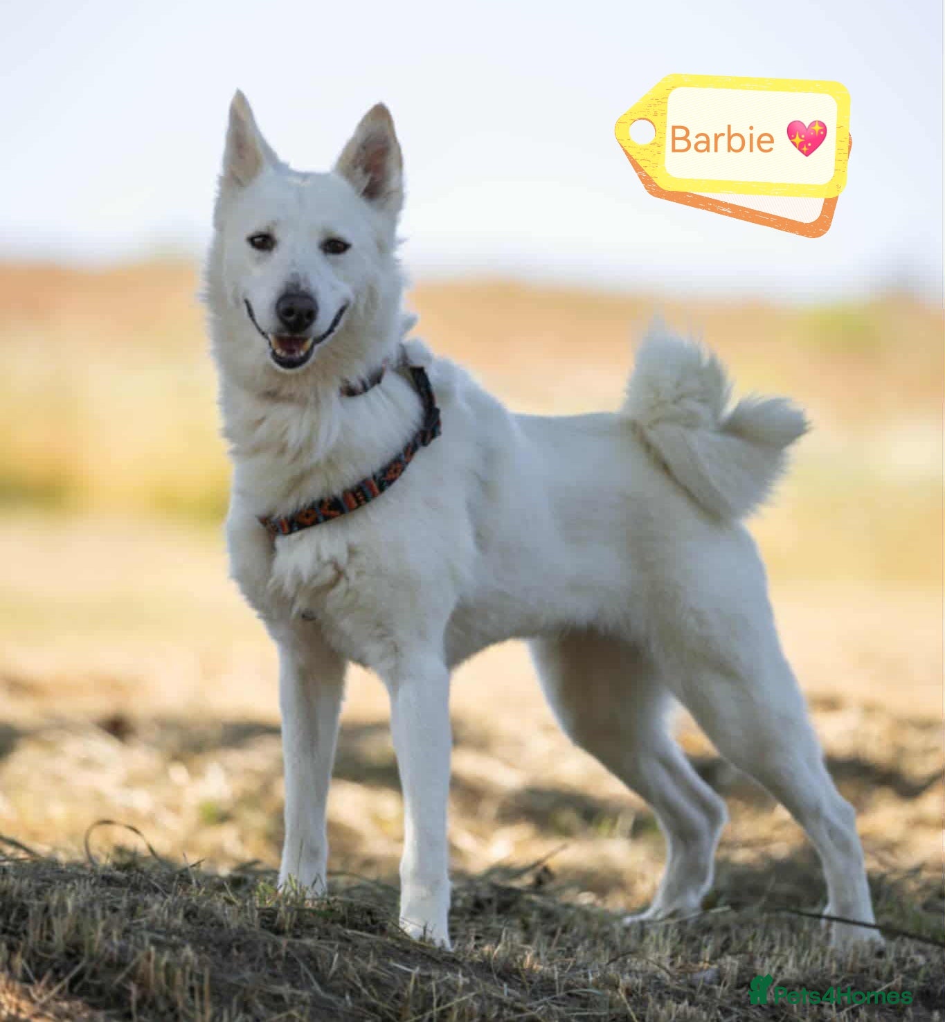 Mixed Breed dogs 🐶💖 BARBIE 💖🐶 - Advert 17