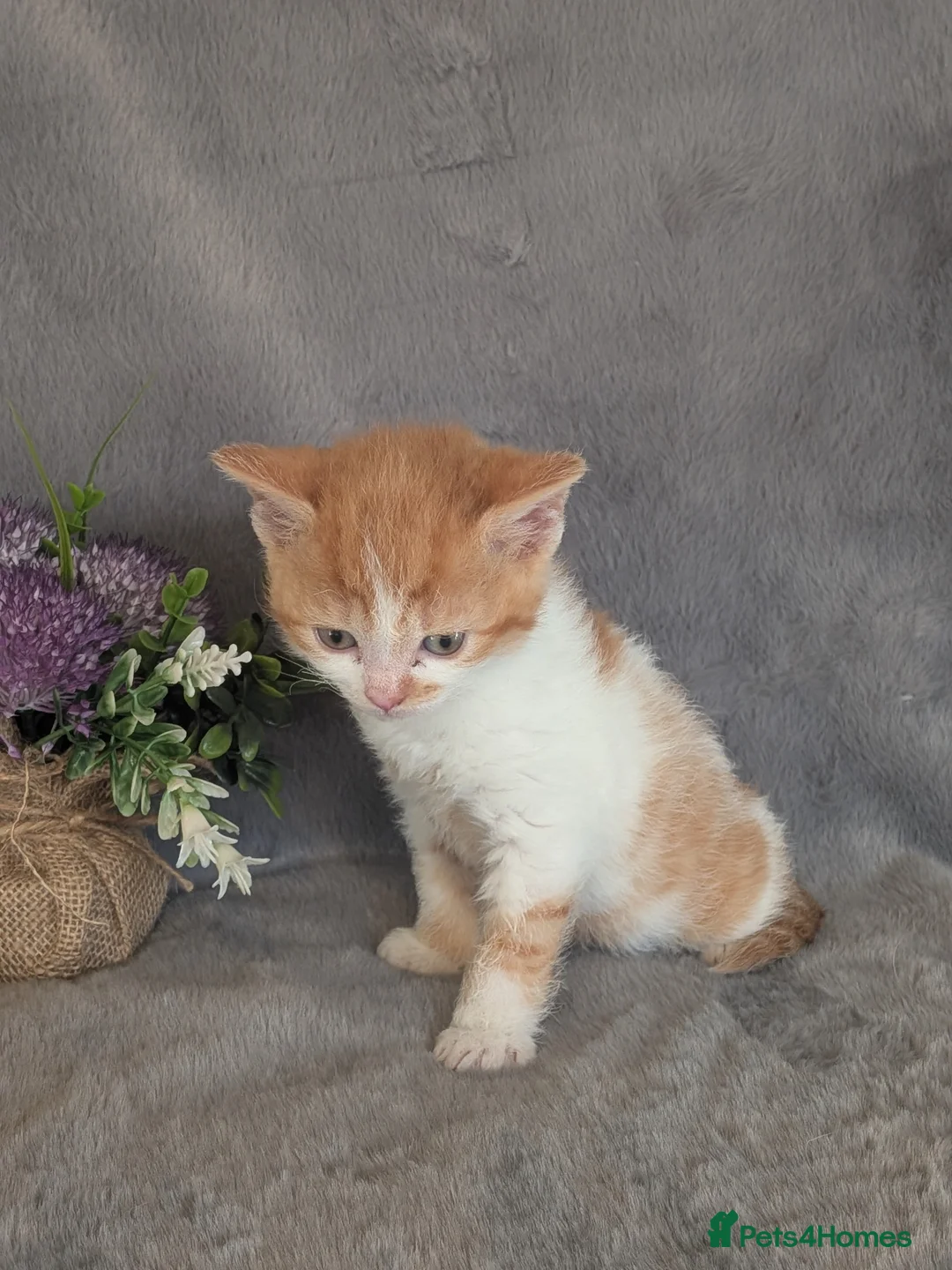 Selkirk Rex cats for sale: Beautiful Kittens – From Pedigree Selkirk Rex Mum - Advert 29